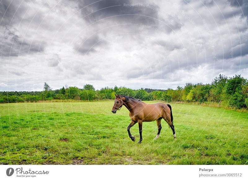 Brown horse walking on a green field in cloudy weather Beautiful Summer Industry Nature Landscape Animal Sky Clouds Weather Storm Rain Grass Meadow Horse