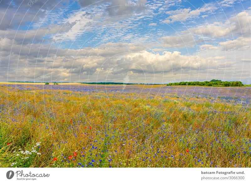 colourful organic rape field with cornflowers and poppy seeds Renewable energy Environment Nature Landscape Plant Sky Clouds Horizon Summer Autumn