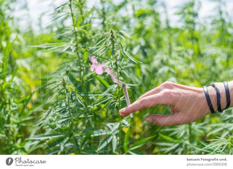 Hand with joint in front of a hemp field cannabis field Environment Plant Sunlight Summer Beautiful weather Hemp Field Brown Yellow Green White Addiction Bans