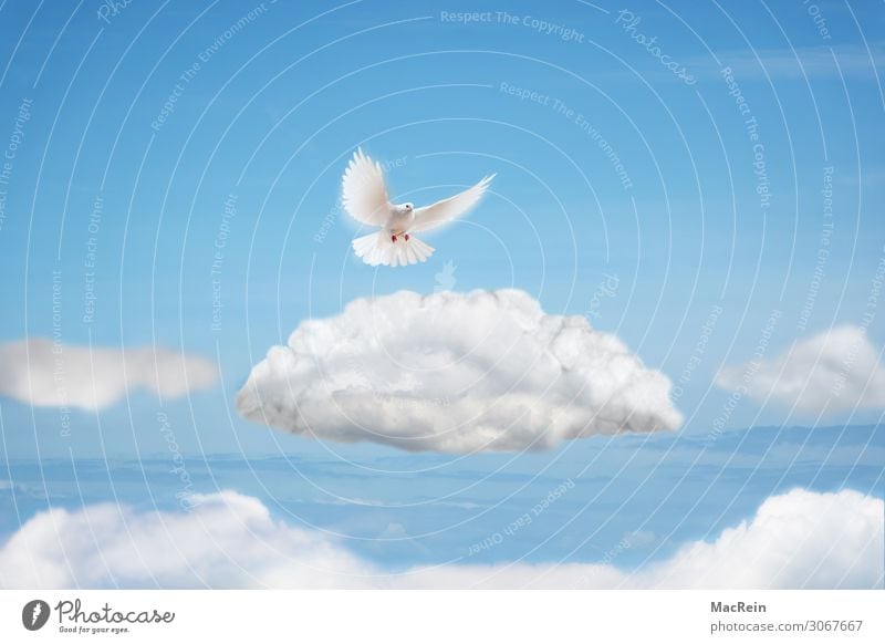 dove flying to heaven