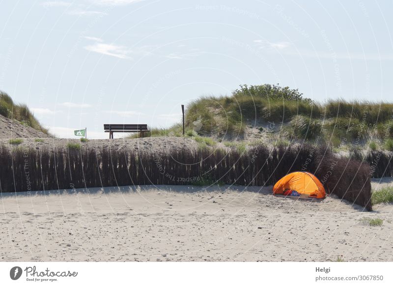 yellow beach shell on the edge of a dune, illuminated by the sun Environment Nature Landscape Plant Sky Summer Beautiful weather Grass Wild plant Marram grass