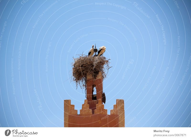 Two storks in a big nest near Fès in Morocco. Elegant Summer Family & Relations Nature Animal Jump Tradition Nest wildlife sky feather black push fireplace