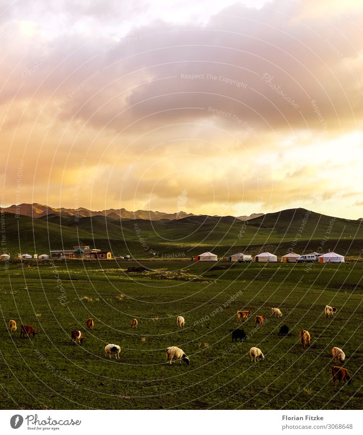A small mongolian yurt camp at sunset Nature Landscape Plant Animal Sky Clouds Sunrise Sunset Sunlight Meadow Hill Mountain Farm animal Sheep Group of animals