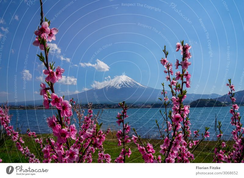 Mount Fuji and the cherry blossom Nature Landscape Plant Water Sky Spring Beautiful weather Blossom Hill Mountain Peak Snowcapped peak Volcano Waves Lakeside