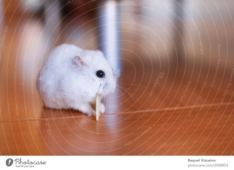Hamster eating Cheese Eating Animal Mouse 1 Feeding Brown White Colour photo Interior shot Copy Space right Day Shallow depth of field