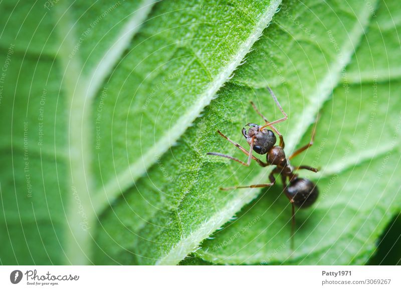 ant Plant Leaf Animal Wild animal Ant Insect 1 Crawl Green Nature Environment Colour photo Exterior shot Close-up Detail Macro (Extreme close-up) Deserted