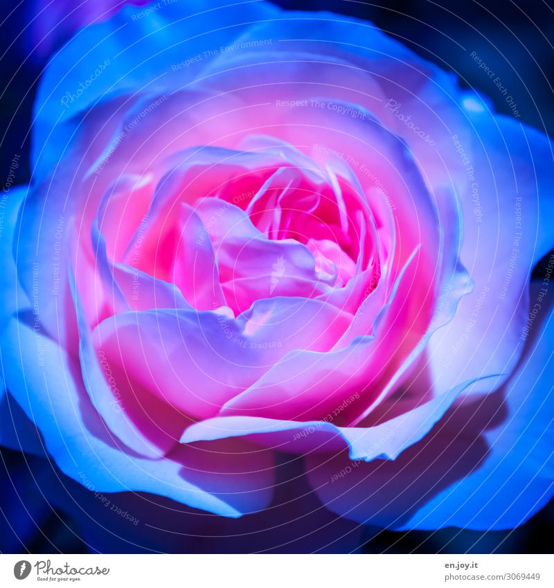 Exceptional Plant Flower Rose Blossom Pot plant Blossoming Fragrance Fantastic Beautiful Kitsch Blue Pink Romance Surrealism Colour photo Multicoloured