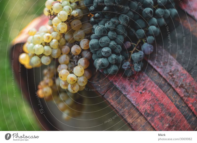 Blue and white grapes on the aged wine barrel in the vineyard, Hungary Fruit Harvest Food Winery Beverage Vineyard Grape harvest Dessert Alcoholic drinks