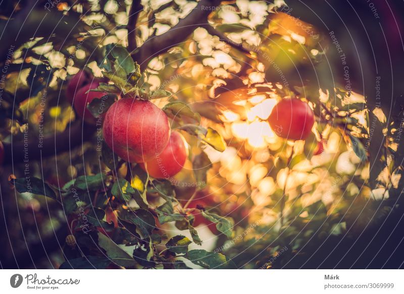 Bio apples on the tree with the early autumn sunset lights in orchard, Hungary Food Apple Nutrition Fruit Organic produce bio Nature Autumn Harvest Diet
