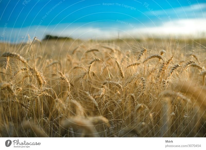 Wheat field against a blue sky. Macro shot of golden wheat stems under blue sky with cloudscape. Farming and harvesting concept. Summer Field Landscape Grain