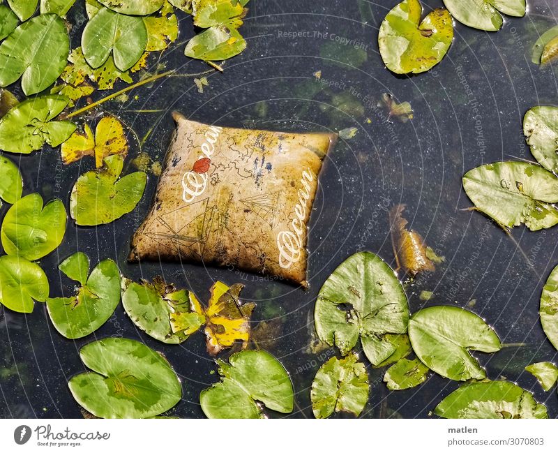 swimming cushion Nature Plant Water Summer Leaf Wild plant River Yacht harbour Glittering Maritime Brown Gold Green Cushion Water lily leaf Colour photo