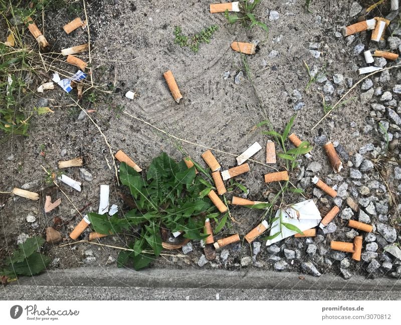 Cigarette butts on the floor. Photo: Alexander Hauk Illness Smoking Intoxicant Summer Environment Sand Old Dirty Brown green Orange White Death Pain