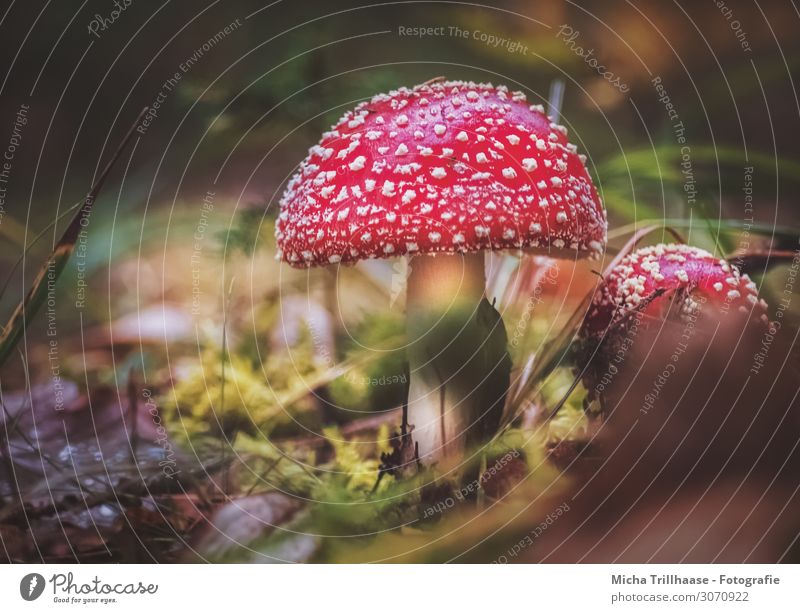 Fly agarics on the forest floor Nature Plant Sunlight Beautiful weather Grass Moss Wild plant Amanita mushroom Mushroom Mushroom cap Woodground