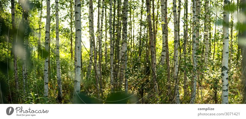 Summer in the birch forest in Finland | Panorama Healthy Alternative medicine Wellness Well-being Calm Vacation & Travel Trip Summer vacation Sun Environment