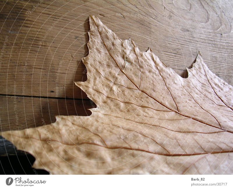 Leaf against wood Autumn Wood flour