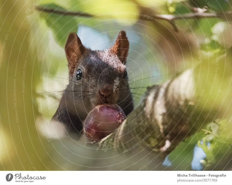 Squirrel with nut in tree Nature Animal Sunlight Beautiful weather Tree Twigs and branches Leaf canopy Forest Wild animal Animal face Pelt Head Eyes Nose Muzzle