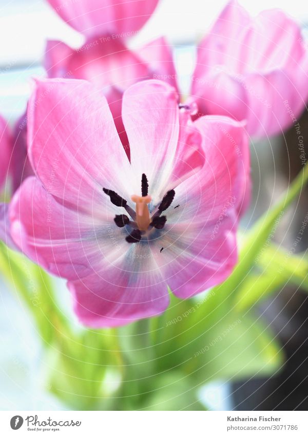 pink tulip Nature Plant Spring Summer Autumn Flower Tulip Leaf Blossom Bouquet Blossoming Illuminate Happiness Green Violet Pink Red White Pistil Bud