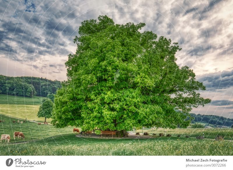 HDR shot of an old linden tree under spectacular sky Beautiful Summer Sun Nature Landscape Plant Sky Clouds Tree Grass Leaf Meadow Street Lanes & trails Old