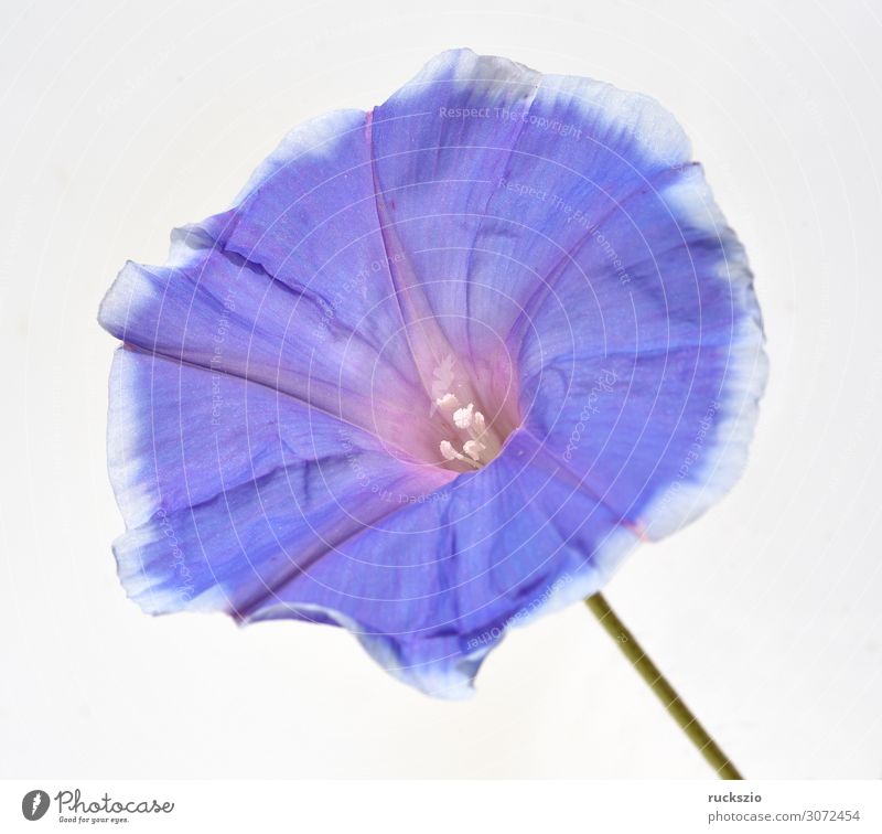 Tricolour Prunkwinde; Ipomoea purpurea; tricolor Flower Authentic Common morning glory Tricoloured splendid winch Heavenly Blue convolvulaceae emperor's winch