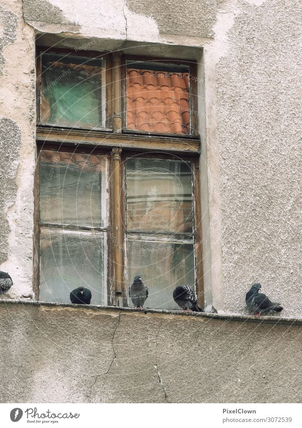pigeons Lifestyle House (Residential Structure) Environment Detached house Manmade structures Building Architecture Window Animal Pet Bird Pigeon