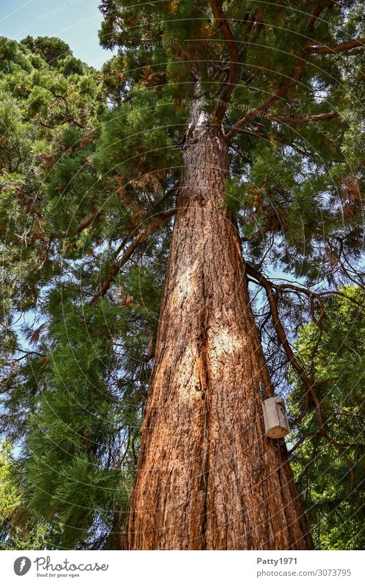 sequoia Plant Tree Exotic Redwood Sequoiadendron giganteum Old Gigantic Natural Brown Green Nature Environment Environmental protection Colour photo