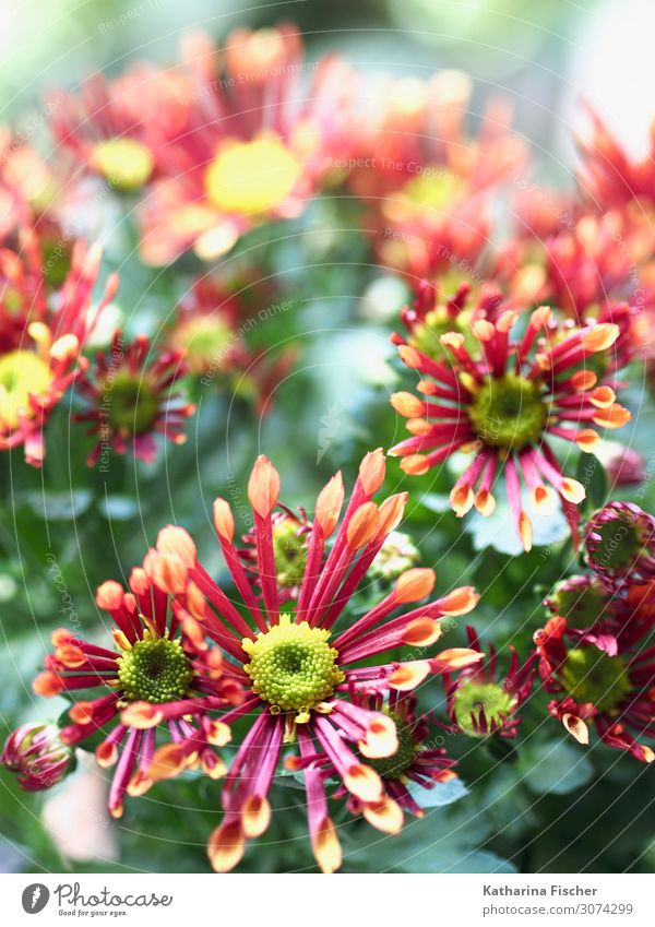 daisies Nature Plant Spring Summer Autumn Winter Flower Leaf Blossom Blossoming Illuminate Beautiful Yellow Green Pink Red Turquoise White Decoration
