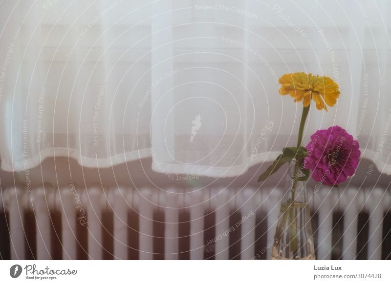 Still life, yellow and purple Flower Blossom Dahlia Window Heating Heater Old Esthetic Happiness Bright Yellow Pink White Contentment Living or residing Drape