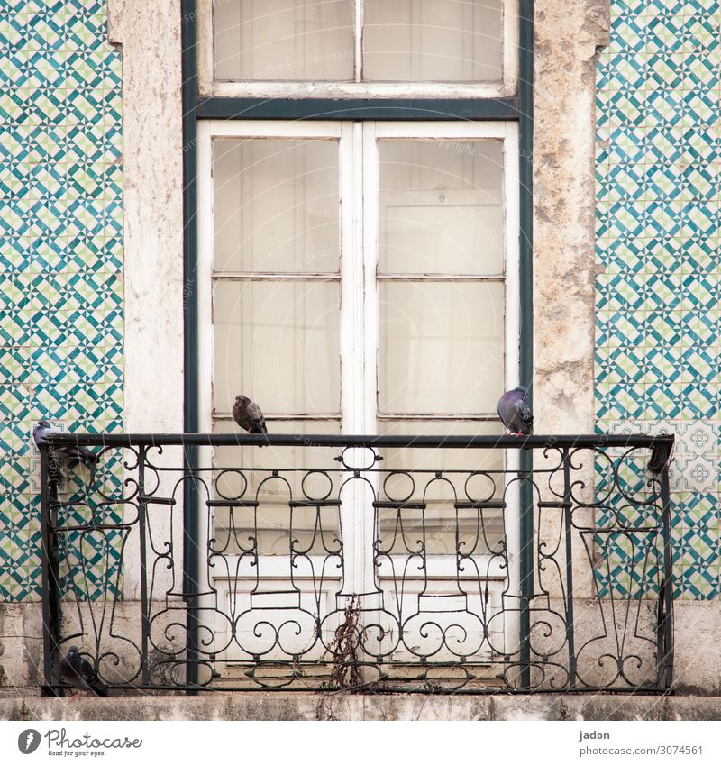 lookout. Art Town House (Residential Structure) Dream house Hunting Blind Wall (barrier) Wall (building) Facade Balcony Window Door Bird Pigeon 2 Animal Crouch