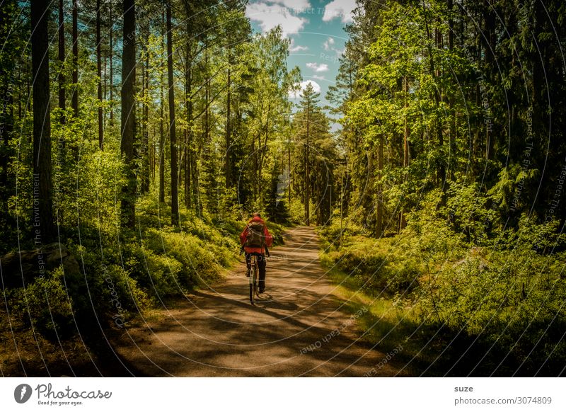 forest cycling Healthy Well-being Calm Vacation & Travel Trip Adventure Freedom Summer Cycling Human being Man Adults 1 18 - 30 years Youth (Young adults)