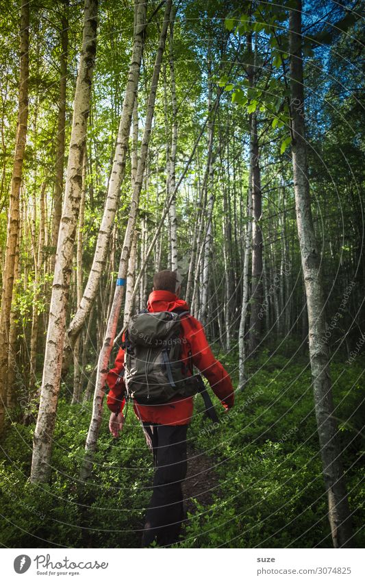 Active in the birch forest Healthy Vacation & Travel Adventure Freedom Summer vacation Hiking Human being Masculine Man Adults Environment Nature Landscape