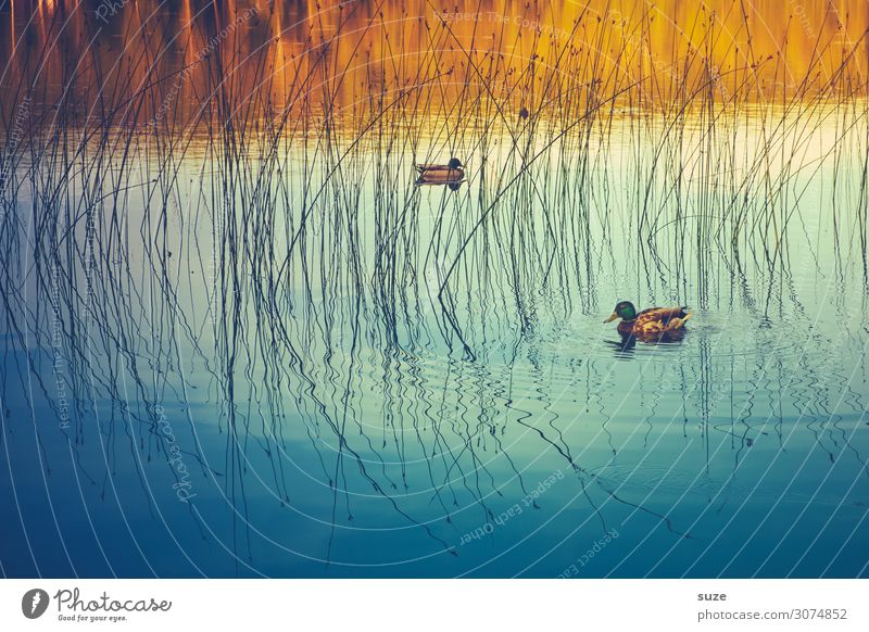 Common Teal Calm Swimming & Bathing Environment Nature Animal Water Autumn Weather Pond Lake Wild animal Bird Esthetic Free Blue Moody Contentment Together