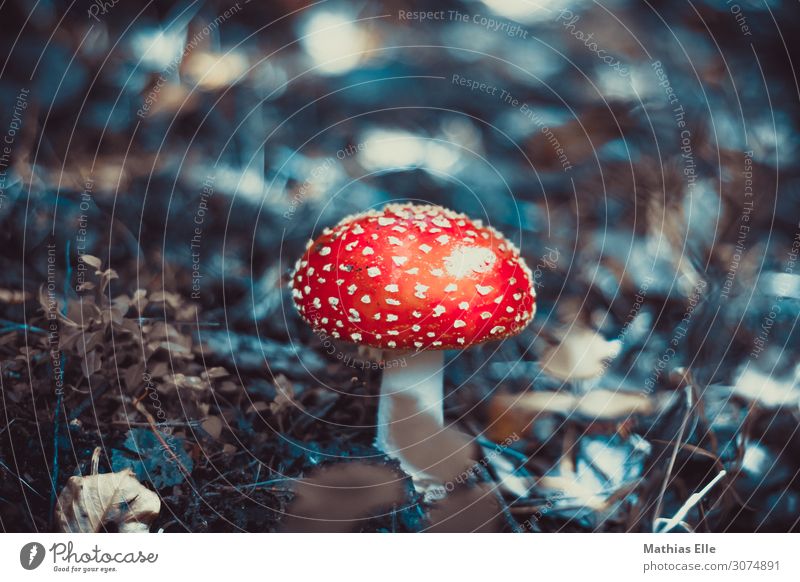 fly agaric Nature Plant Wild plant Mushroom Amanita mushroom Forest wood Dirty Disgust Exotic Firm chill natural Slimy Under Soft mushroom pick Poisonous plant