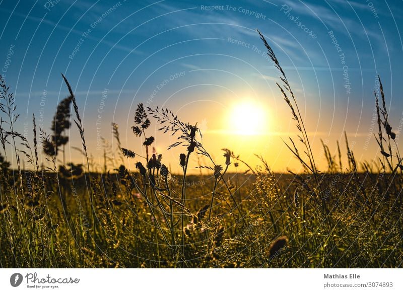 Grasses in the evening sun Landscape Sky Sun Sunrise Sunset Sunlight Summer Climate change Beautiful weather Warmth bushes Foliage plant Wild plant Meadow Field