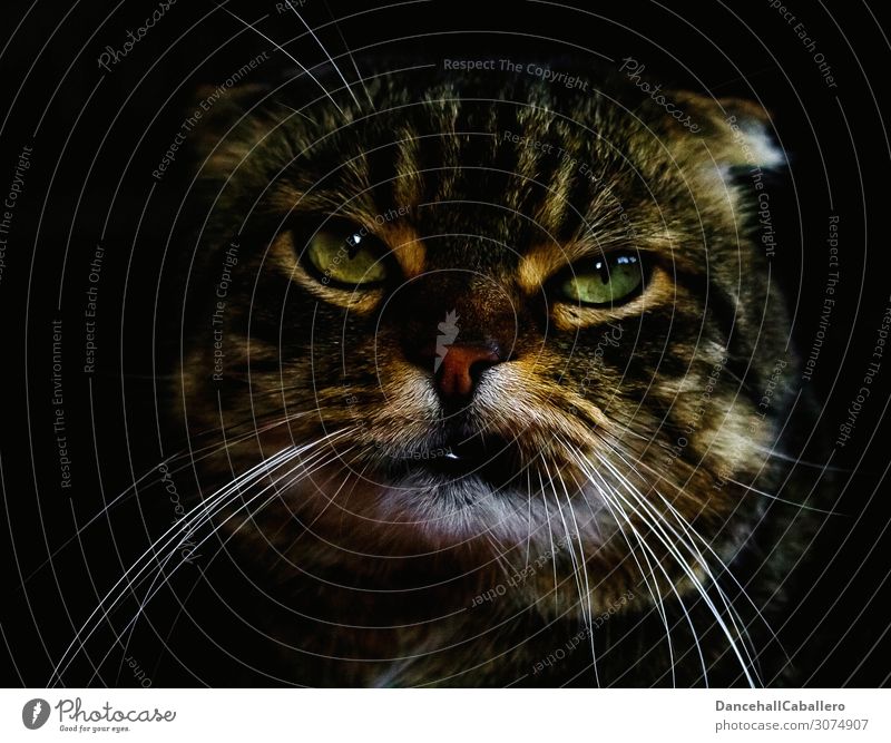 Portrait of a cat Cat Animal portrait Animal face Portrait photograph Pet Love of animals Cool (slang) Funny Cute Rebellious Emotions Moody Self-confident Force