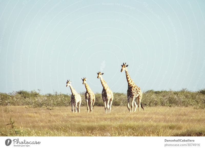 four generations... Vacation & Travel Tourism Adventure Safari Nature Animal Summer Beautiful weather Grass Bushes Wild animal Giraffe 4 Group of animals Herd