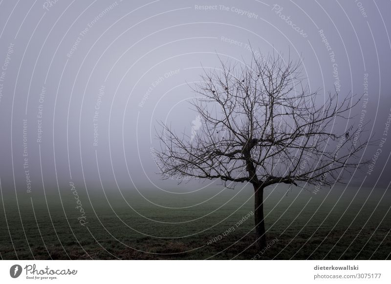 Tree in the fog Environment Nature Plant Autumn Winter Bad weather Fog Sadness Creepy Cold Dream Fear Frustration Transience Comfortless Gray Eerie Colour photo