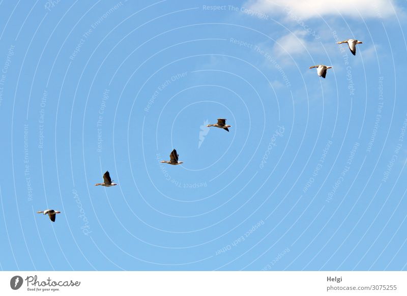 six wild geese in formation flight in front of a blue sky Environment Nature Sky Clouds Summer Beautiful weather Animal Bird Gray lag goose Group of animals