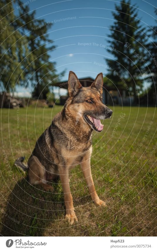 German shepherd dog Environment Nature Landscape Plant Animal Sunlight Summer Beautiful weather Tree Grass Garden Park Pet Dog 1 Observe Looking Feminine Blue