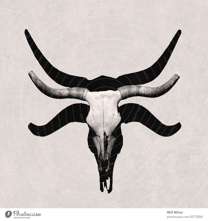 Cow Skull and Shadow Bull Beef Texas American Death Skeleton Minimal Death's head Animal skull Bone