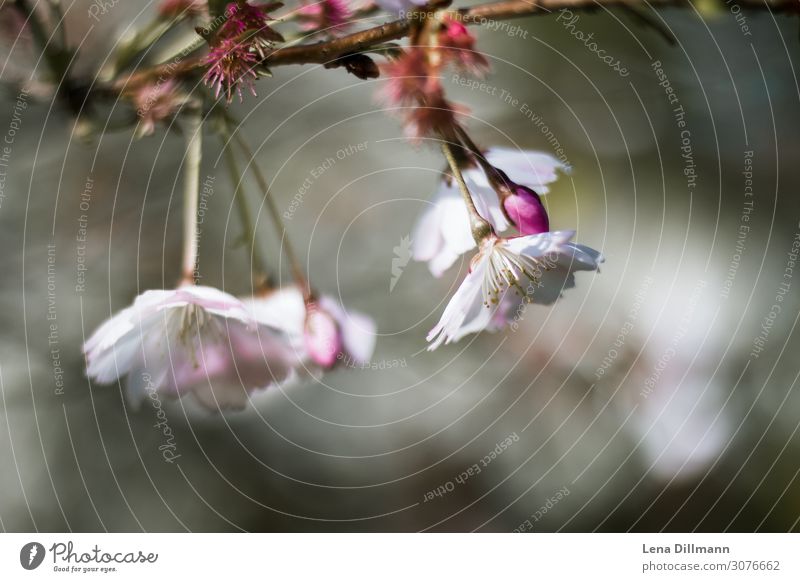 Cherry blossoms #1 Nature Plant Beautiful weather Tree Blossom Cherry tree Park Field Blossoming Growth Fresh Pink Joie de vivre (Vitality) Spring fever