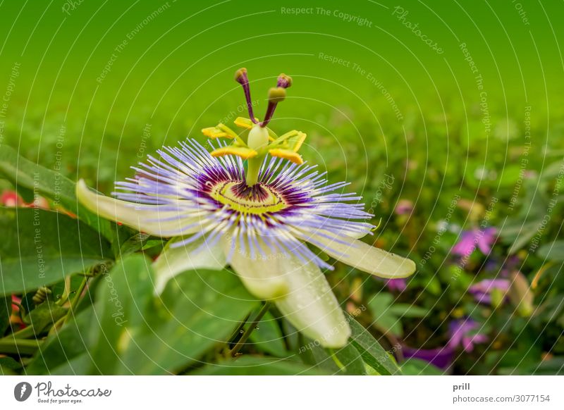 Macro shot of a passion flower - a Royalty Free Stock Photo from