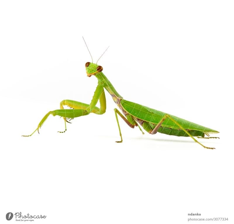 large green mantis on a white background looks at the camera Nature Animal 1 Stand Natural Wild Green White Bug eye fauna head Insect invertebrate leg one