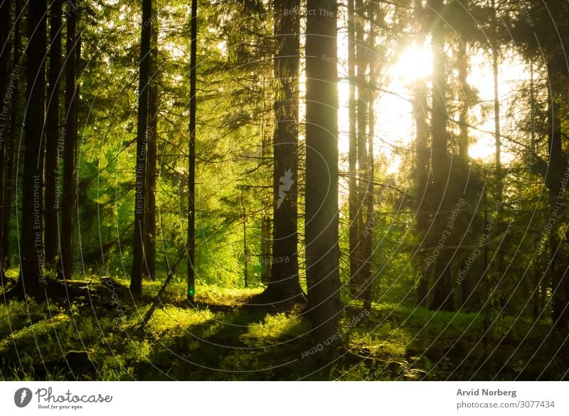 Sunlight shining through trees autumn background beautiful beauty environment foliage forest glade green jungle landscape leaf leaves mist morning natural