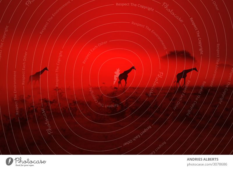 Giraffe Silhouette - Wondering through Red Elegant Senses Relaxation Calm Summer Environment Nature Landscape Animal Elements Earth Air Sky Night sky Horizon