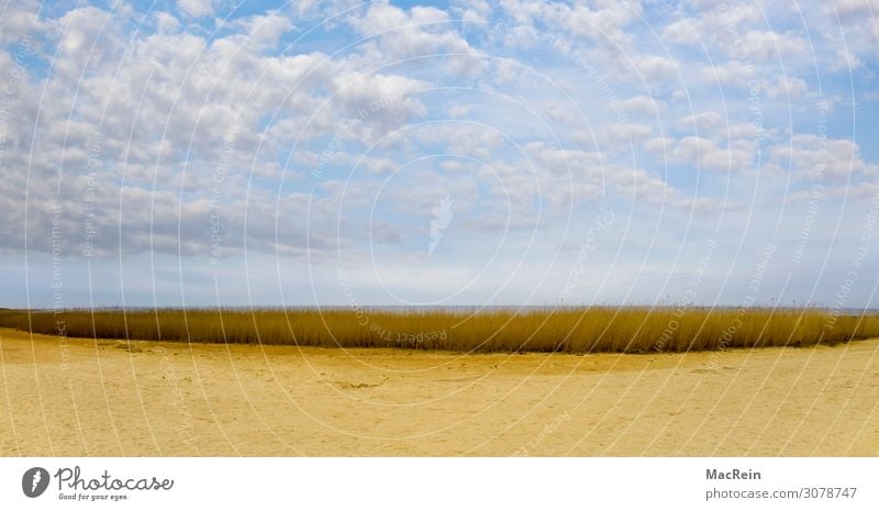 Reed grass on Sylt Beach Ocean Nature Plant Sand Grass North Sea Lake Hut Architecture Wood Old Background picture Set Marsh grass Straw Keitum Branched Sky