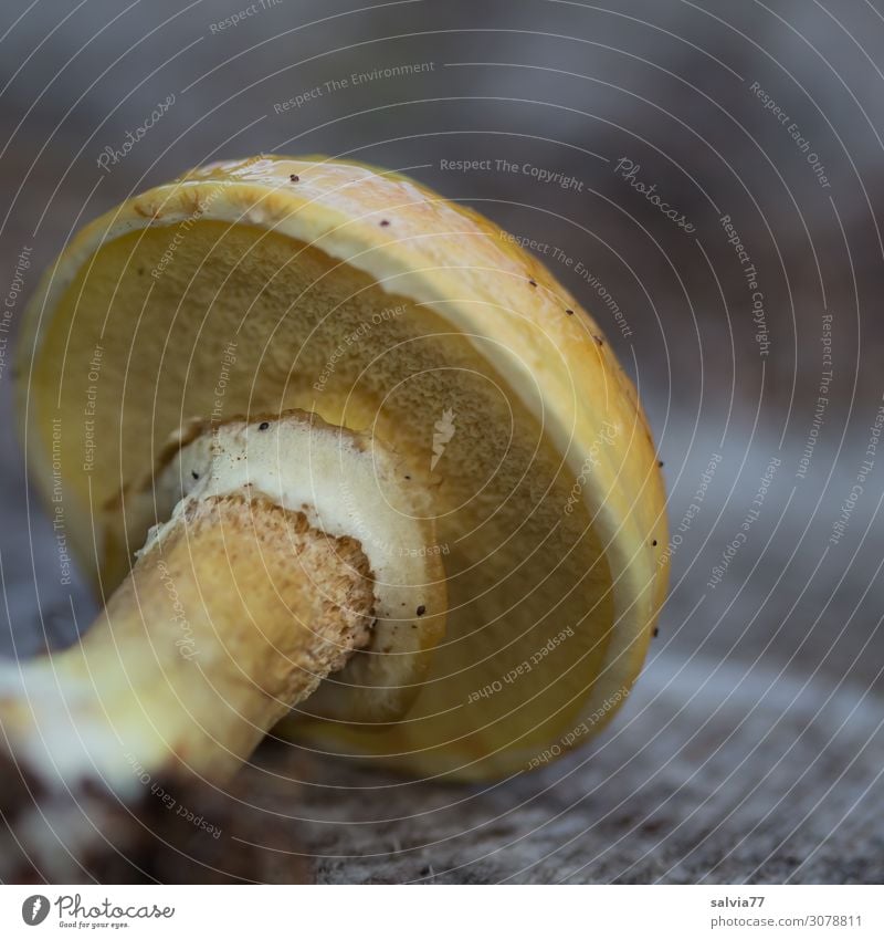 gold inell Environment Nature Plant Autumn Mushroom Mushroom cap Forest Fresh Slimy Yellow edible mushroom boletus Edible Colour photo Exterior shot