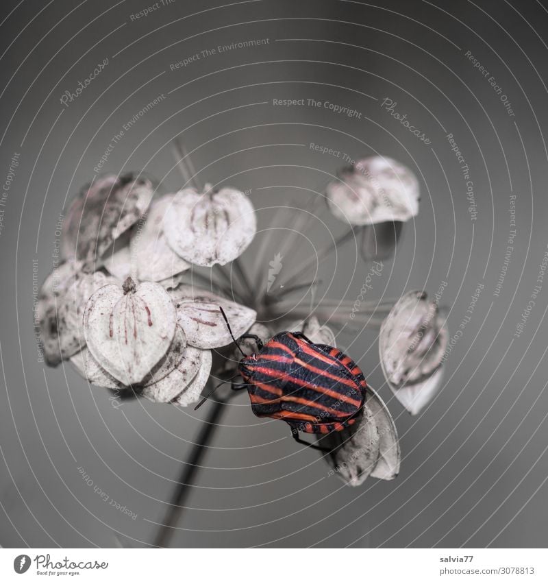 striped bug Environment Nature Autumn Plant Blossom Seed hogweed Umbellifer Animal Beetle Bug Insect 1 Crawl Small Red Black Contrast Structures and shapes