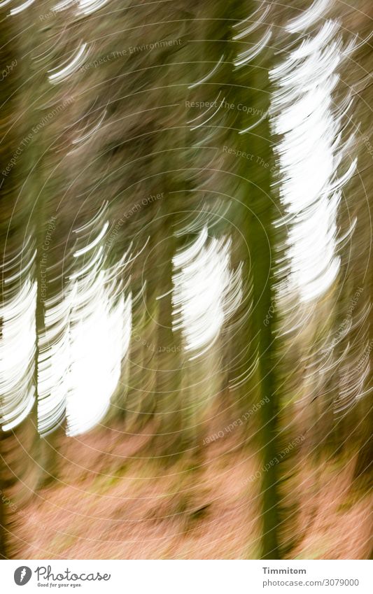 A glimpse of trees Tree trunk Forest Dark Green Sky Bright Woodground Movement blurred Nature Deserted Colour photo