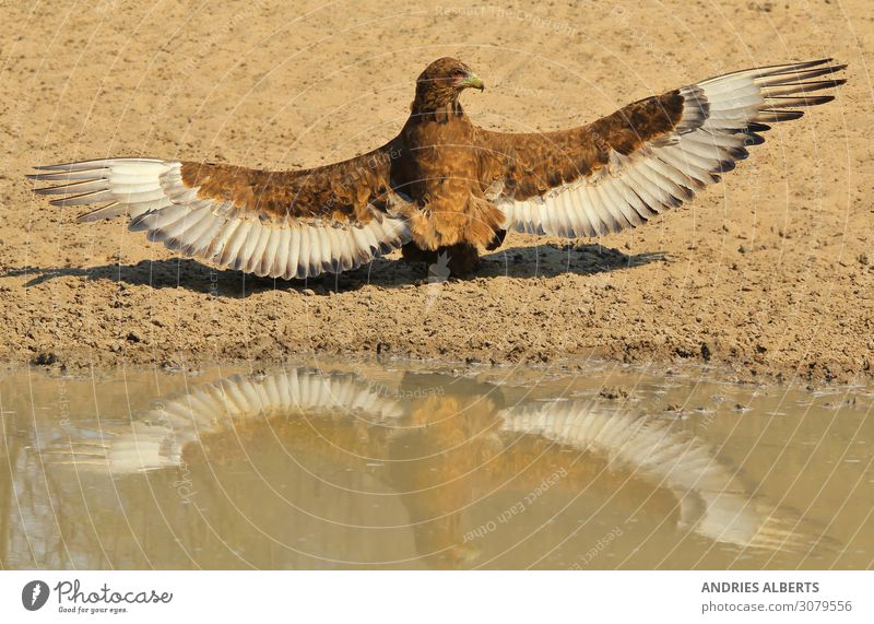 Bateleur Eagle - Reflection of Power Vacation & Travel Tourism Trip Adventure Freedom Sightseeing Safari Expedition Environment Nature Animal Elements Water