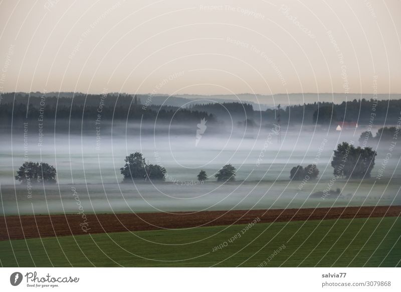 Nebulous ground fog. Environment Nature Air Water Sky Cloudless sky Summer Climate Fog Tree Bushes Meadow Field Forest Calm Moody Morning fog Dawn Ground fog